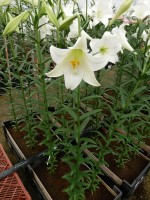 [5149 White Fox 16 ST No02.JPG]